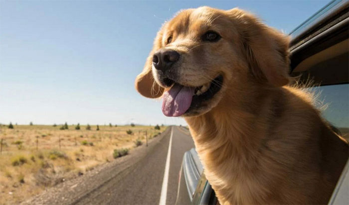 Mùi bên trong xe hơi có thể sẽ gây ra sự nhàm chán với những con chó.