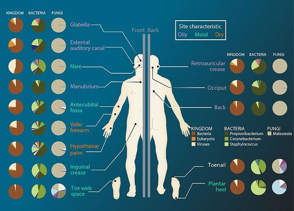 Các vi sinh vật hiện diện trên khắp cơ thể.