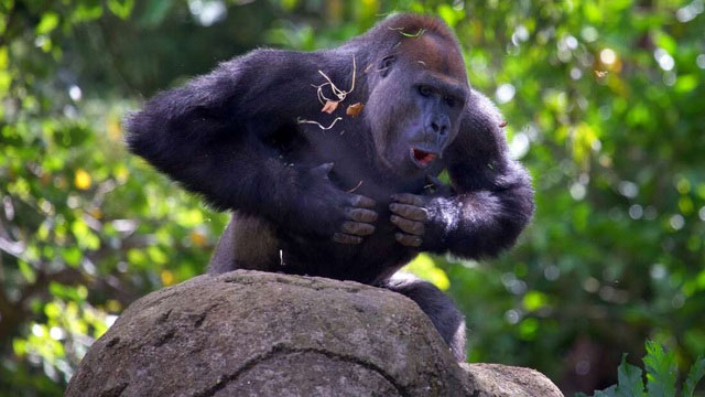 Khỉ đột vỗ ngực