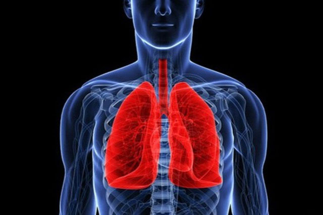 Top 8 điều chưa biết về phổi ở người và động vật