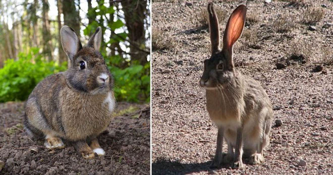 Rabbit và Hare