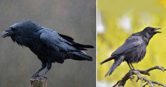 Raven và Crow