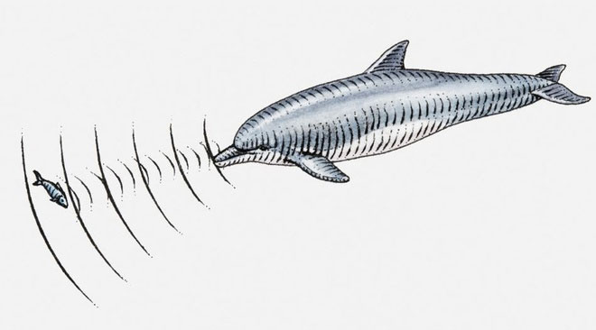 Cá heo cũng là một loài động vật có vú sử dụng khả năng định vị bằng tiếng vang