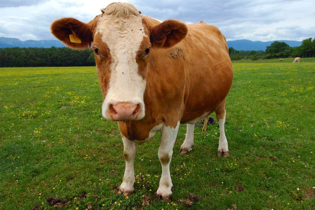 Theo đạo Hindu, bò là biểu tượng linh thiêng