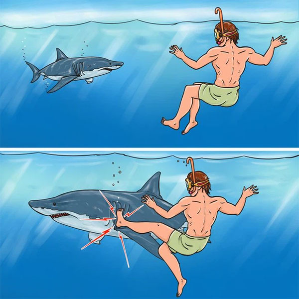 Cách xử lý khi bị cá mập tấn công