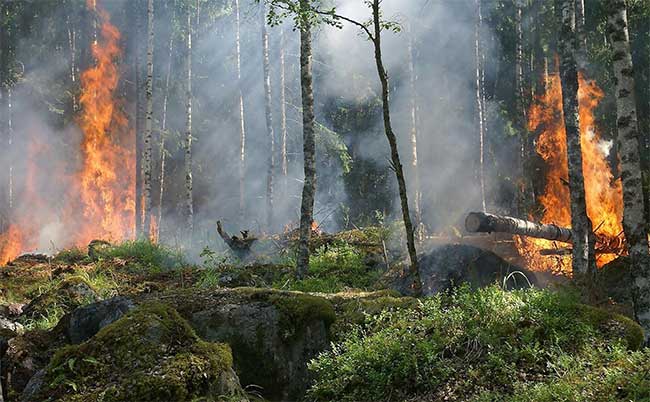 Từ thời tiền sử, con người đã thay đổi hệ sinh thái bằng cách đốt phá rừng.