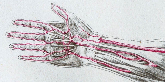 Đây là động mạch chính cung cấp máu cho cẳng tay và bàn tay trong giai đoạn phát triển ban đầu.