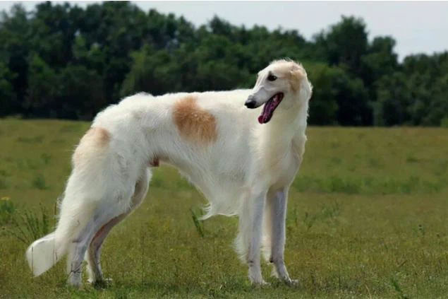 Chó Borzoi