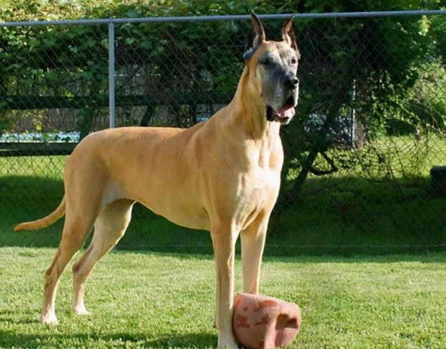 Chó Great Dane