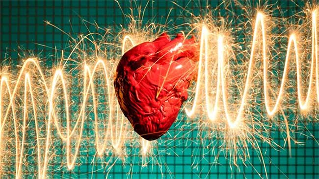 Về lý thuyết, động vật có vú vẫn có thể bị đau tim nhưng trên thực tế chúng lại không bị tình trạng này.