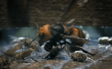 Con ong bắp cày châu Á khổng lồ bị cả đàn ong mật xâu xé.