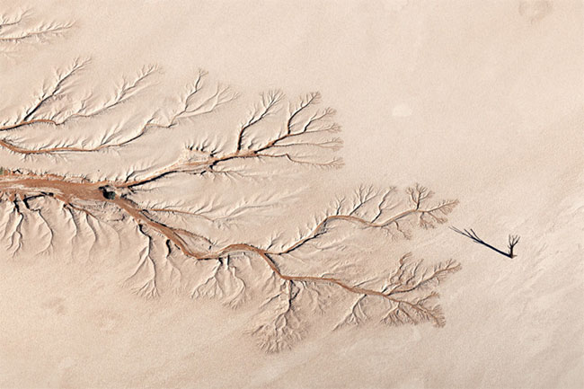 Bức ảnh phong cảnh tối giản của Jay Roode có tựa đề Tree of Life