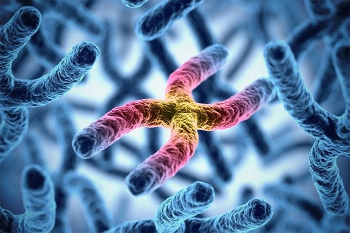 Mỗi nhiễm sắc thể chứa một phân tử ADN,