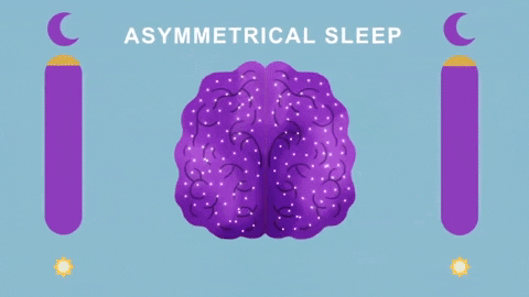 Hoạt động của 2 bán cầu não thường giống nhau trong giấc ngủ toàn phần.