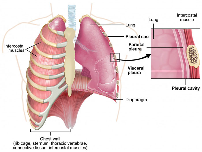 Các cơ của phổi