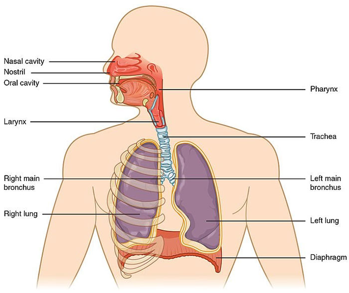 Các cơ quan của hệ phổi