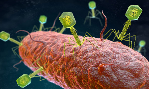 Đa số virus mới phát hiện là thể thực khuẩn - loại virus chuyên tấn công vi khuẩn