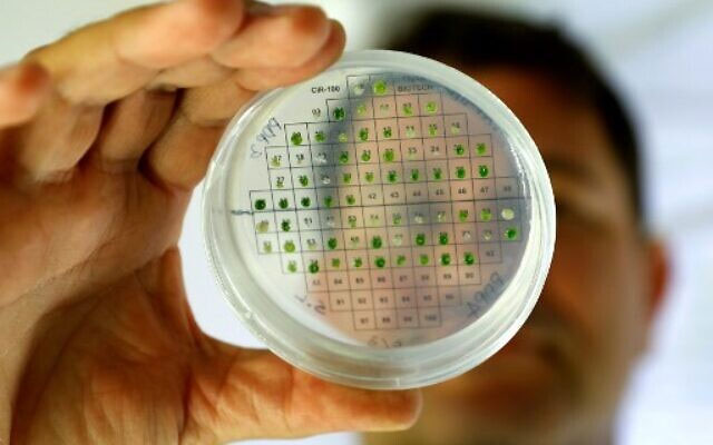 Nhà khoa học thuộc trường Đại học Tel Aviv kiểm tra các mẫu vi tảo trong quá trình nghiên cứu
