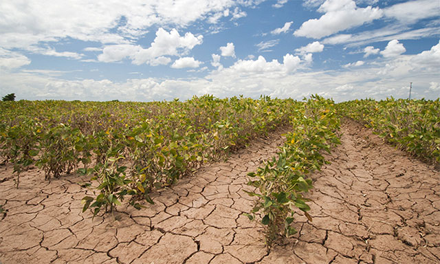 Phát triển nông nghiệp trên đất khô hạn có thể giúp đảm bảo an ninh lương thực.
