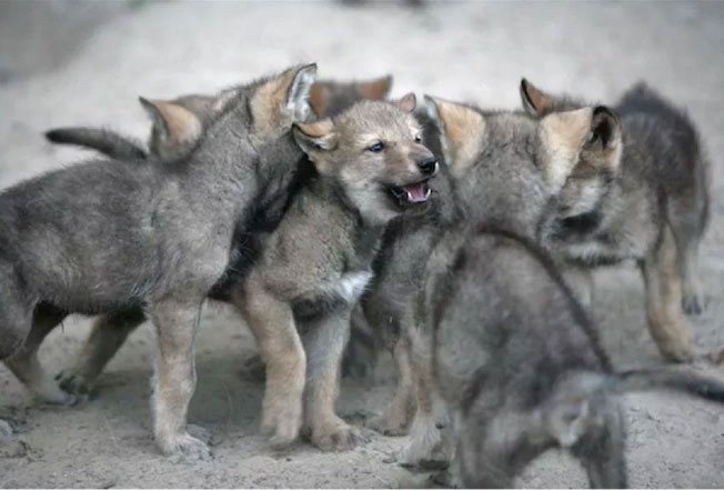 Những chú chó sói con từ Trung tâm Khoa học Động vật Hoang dã ở Minnesota