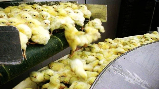  Quy trình sản xuất hàng triệu trứng và gà. 