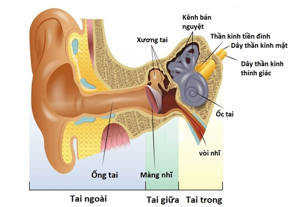 Cấu tạo tai người