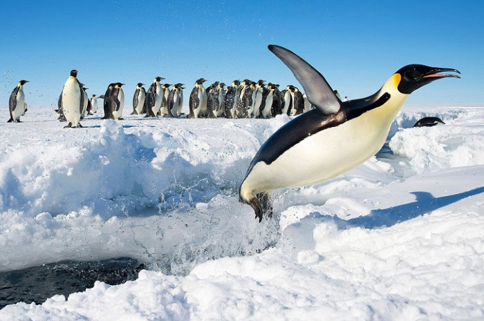 Nếu gặp chim cánh cụt, hãy để yên cho chúng tự do đi lại và hoạt động.
