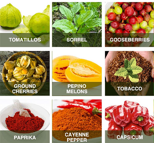 Một số loại rau củ phổ biến là cây thuộc họ Cà.